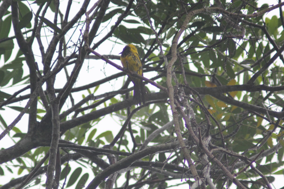 Black-cowled Oriole - ML620621561