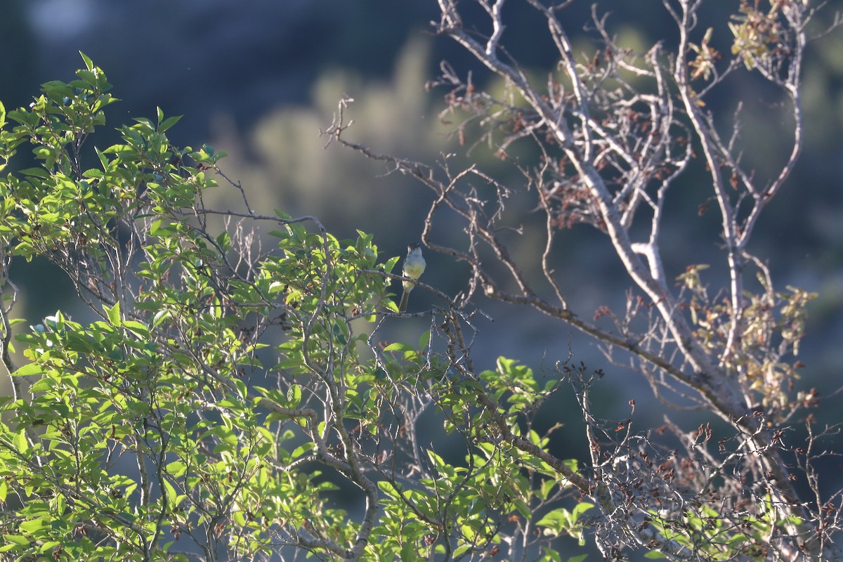 Dusky-capped Flycatcher - ML620621562