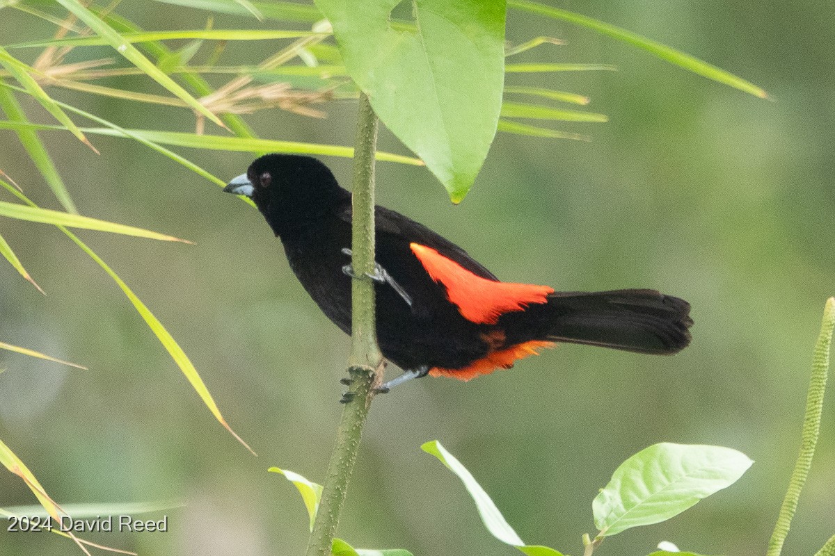 Scarlet-rumped Tanager - ML620621565