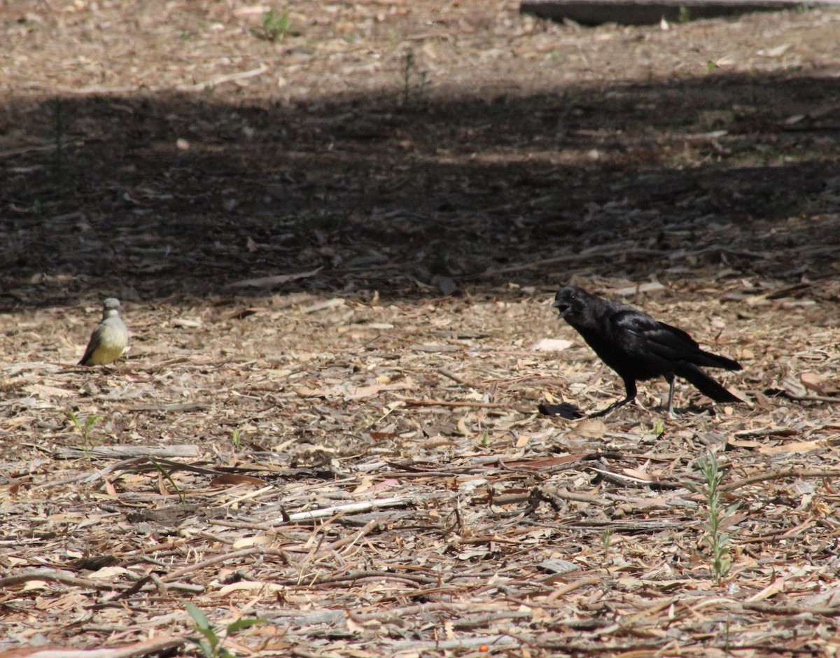 Cassin's Kingbird - ML620621575