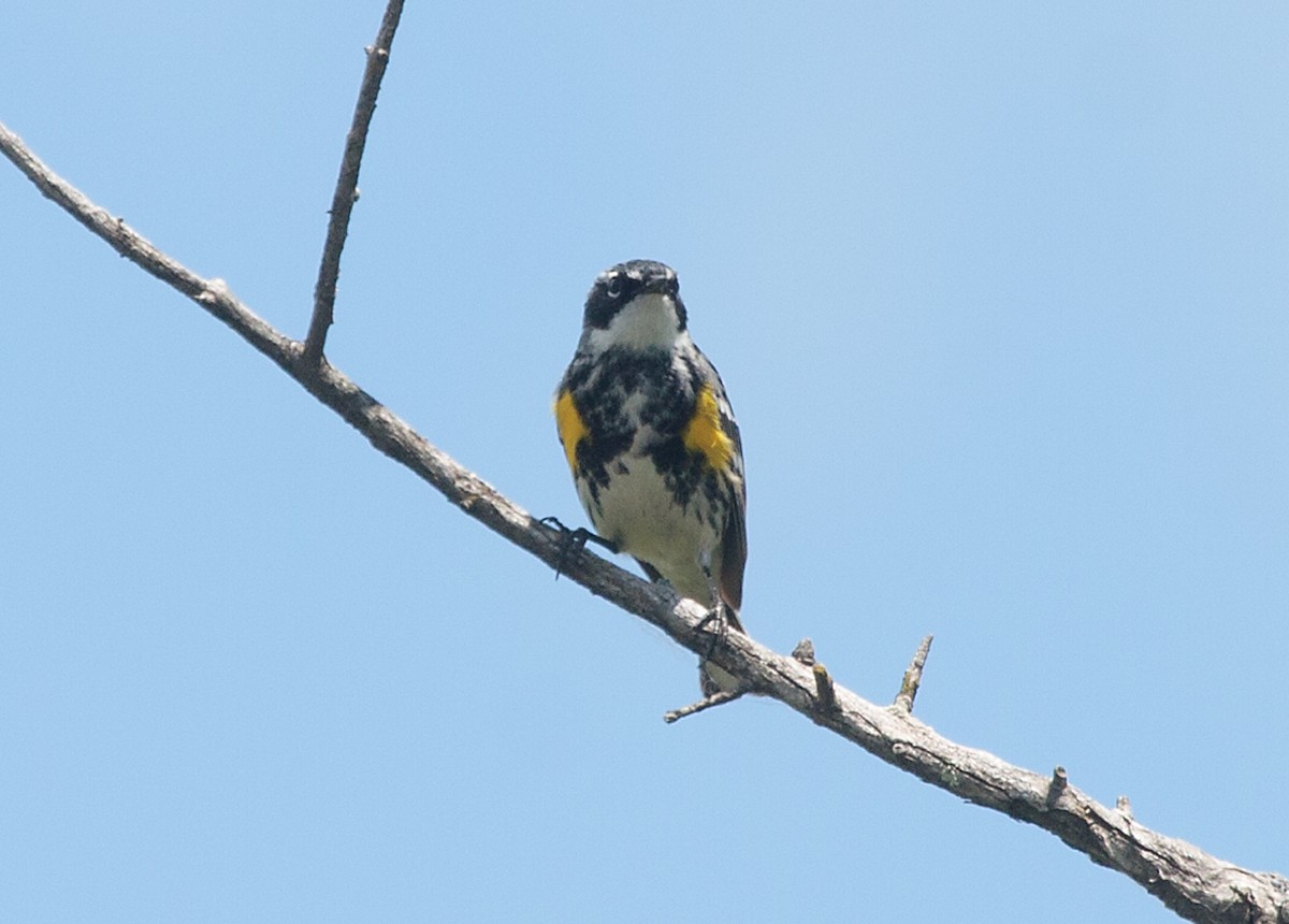 Yellow-rumped Warbler - Dan and Pam Guynn