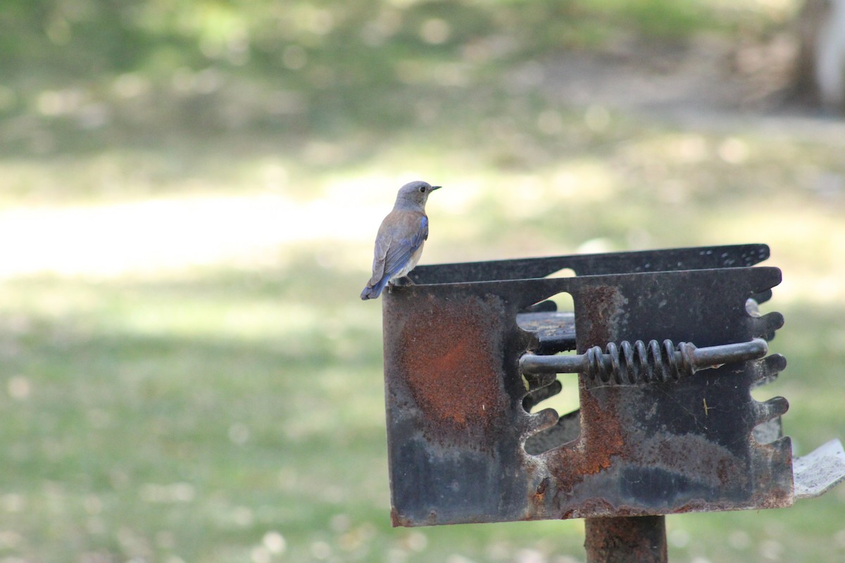 Western Bluebird - ML620621580