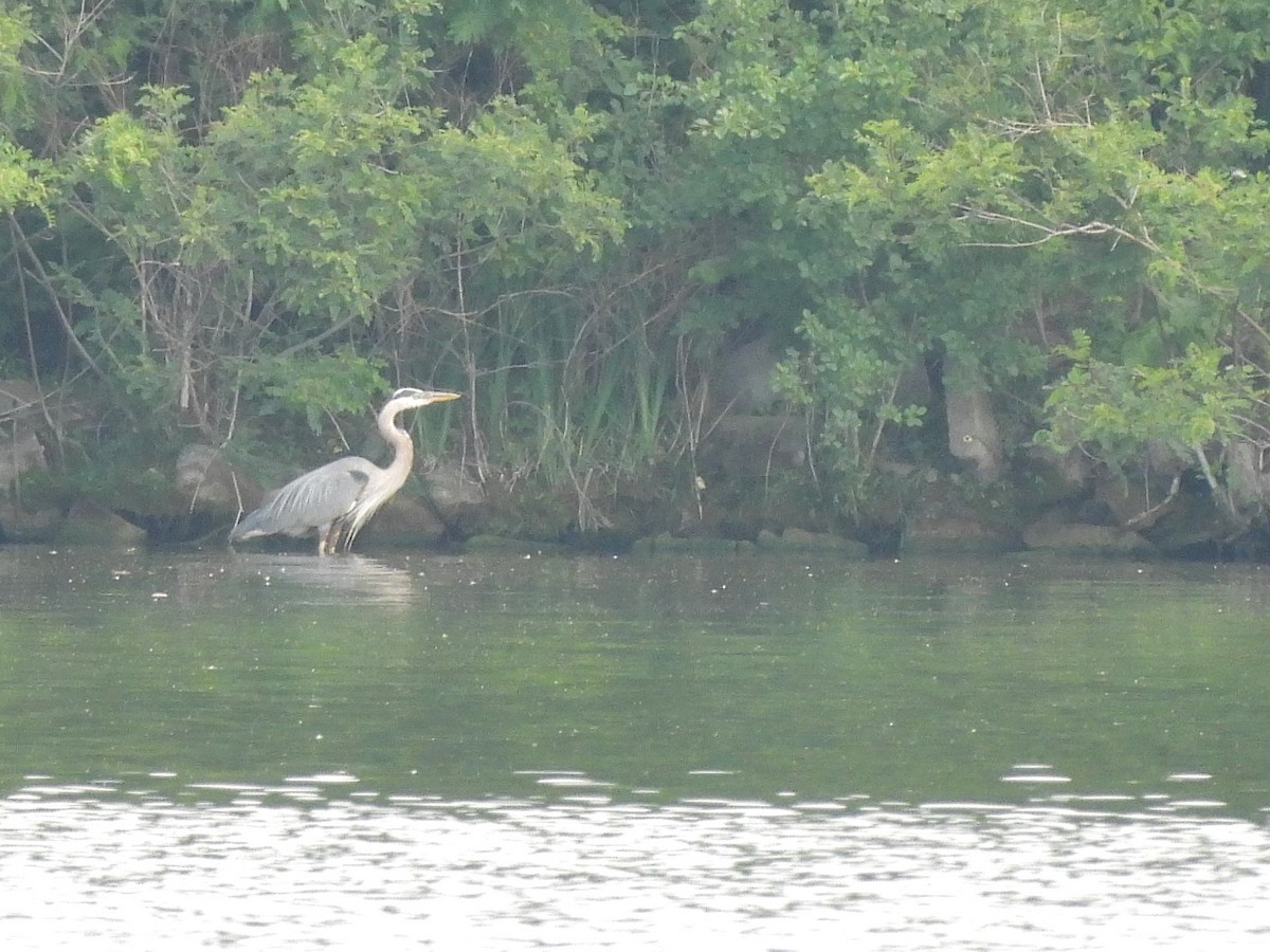 Great Blue Heron - ML620621586