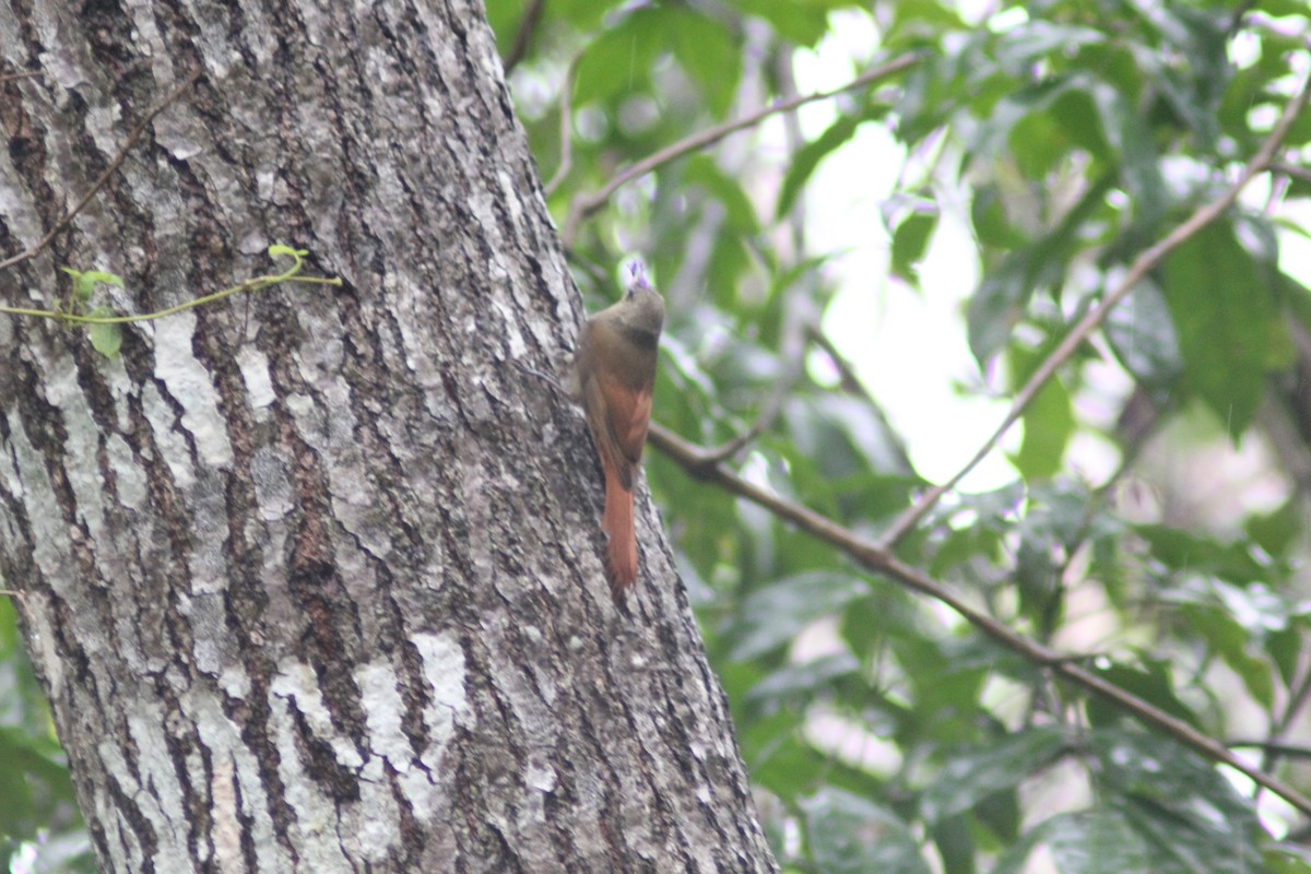 Olivaceous Woodcreeper - ML620621587