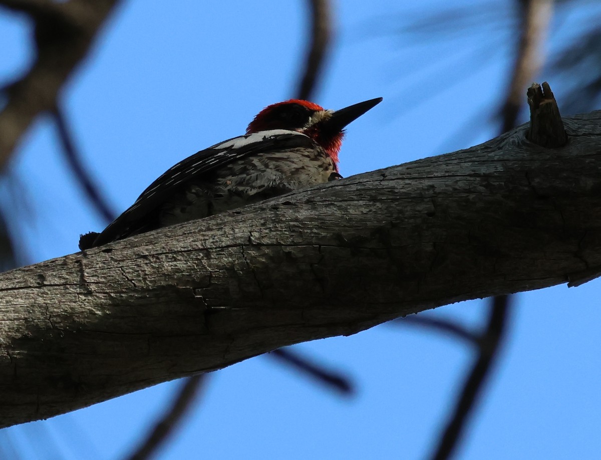 Red-breasted Sapsucker - ML620621589