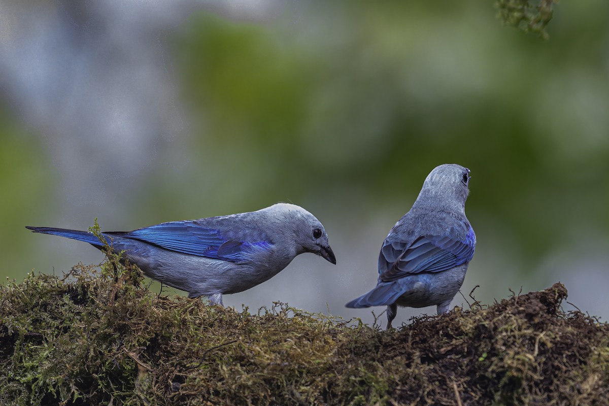 Blue-gray Tanager - ML620621595