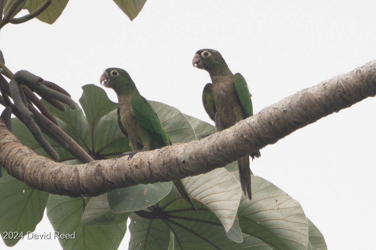 Olive-throated Parakeet - ML620621596