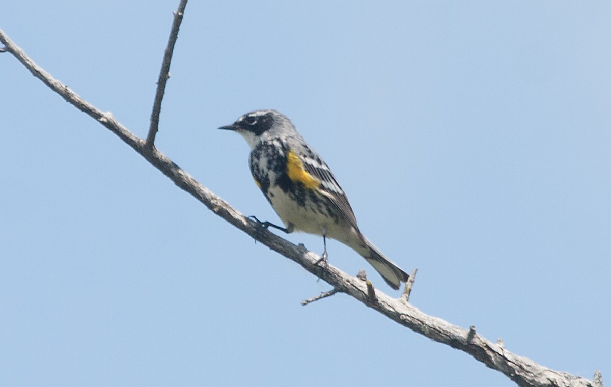 Yellow-rumped Warbler - ML620621598