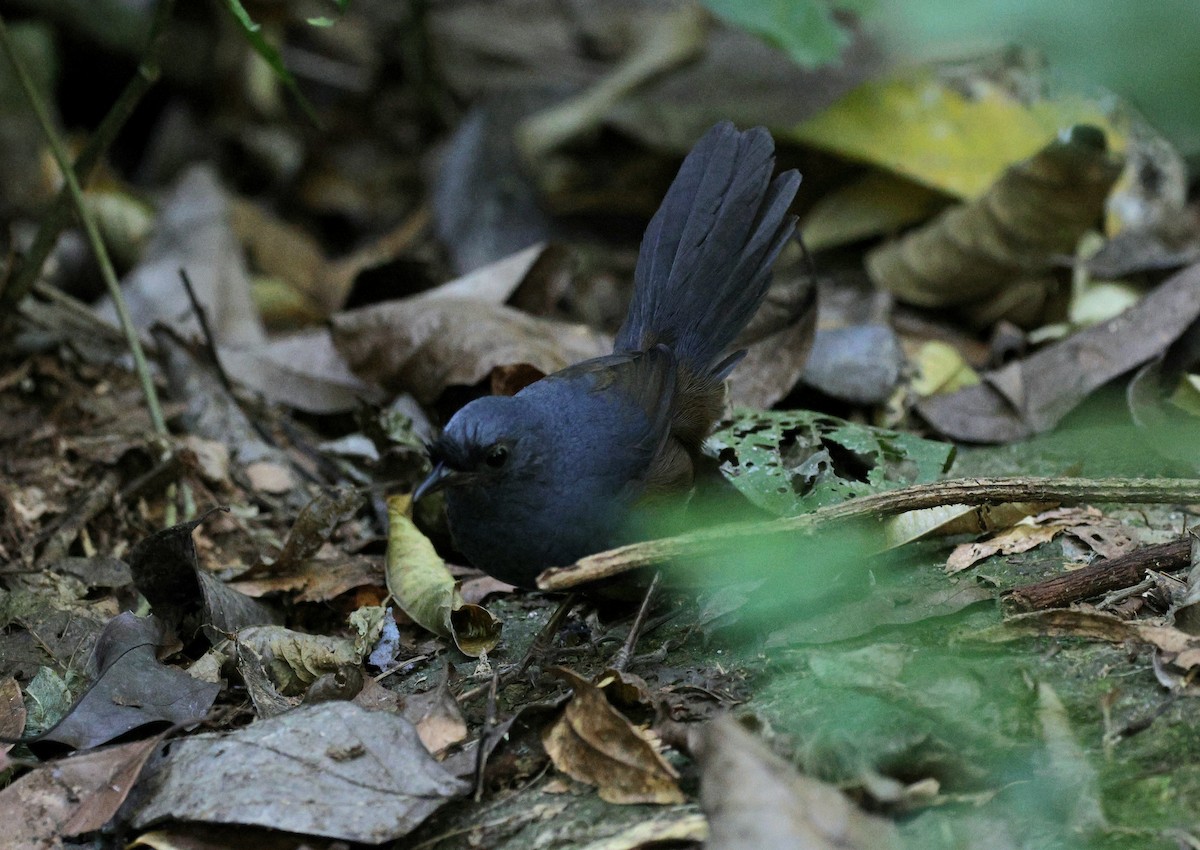 Slaty Bristlefront - ML620621599