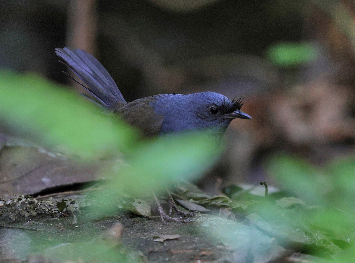 Slaty Bristlefront - ML620621600