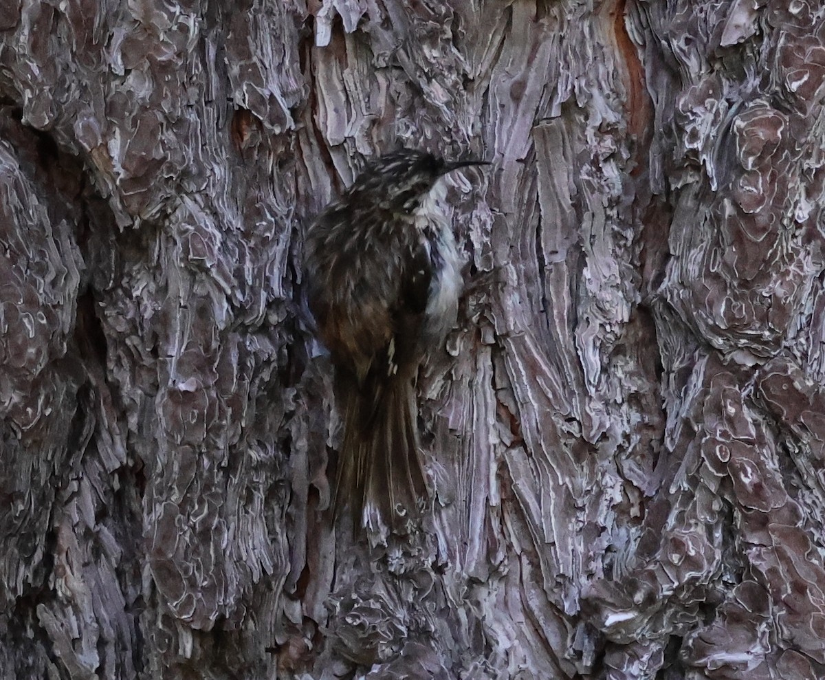 Brown Creeper - ML620621601