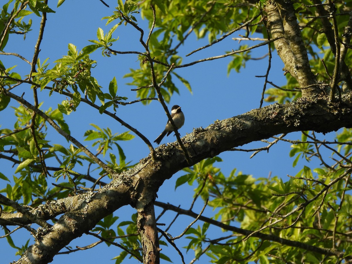 Carolina Chickadee - ML620621602