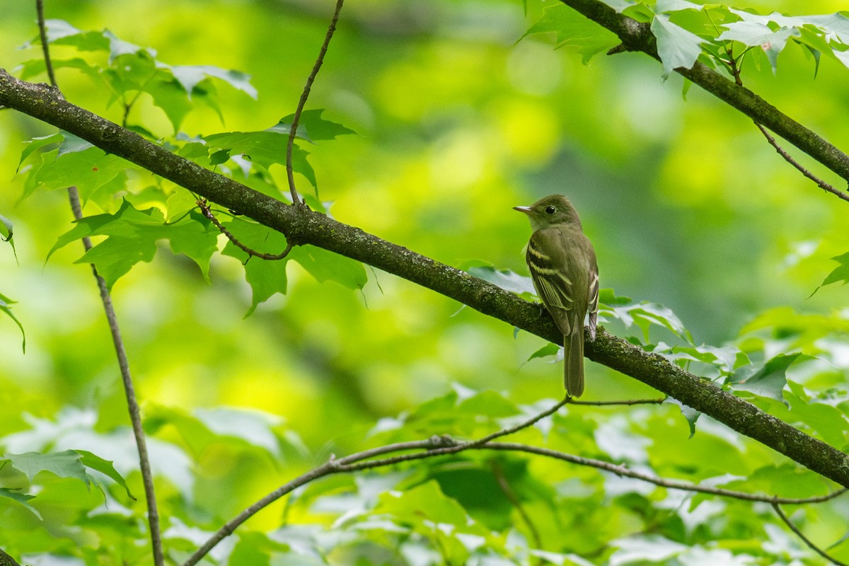 Acadian Flycatcher - ML620621603