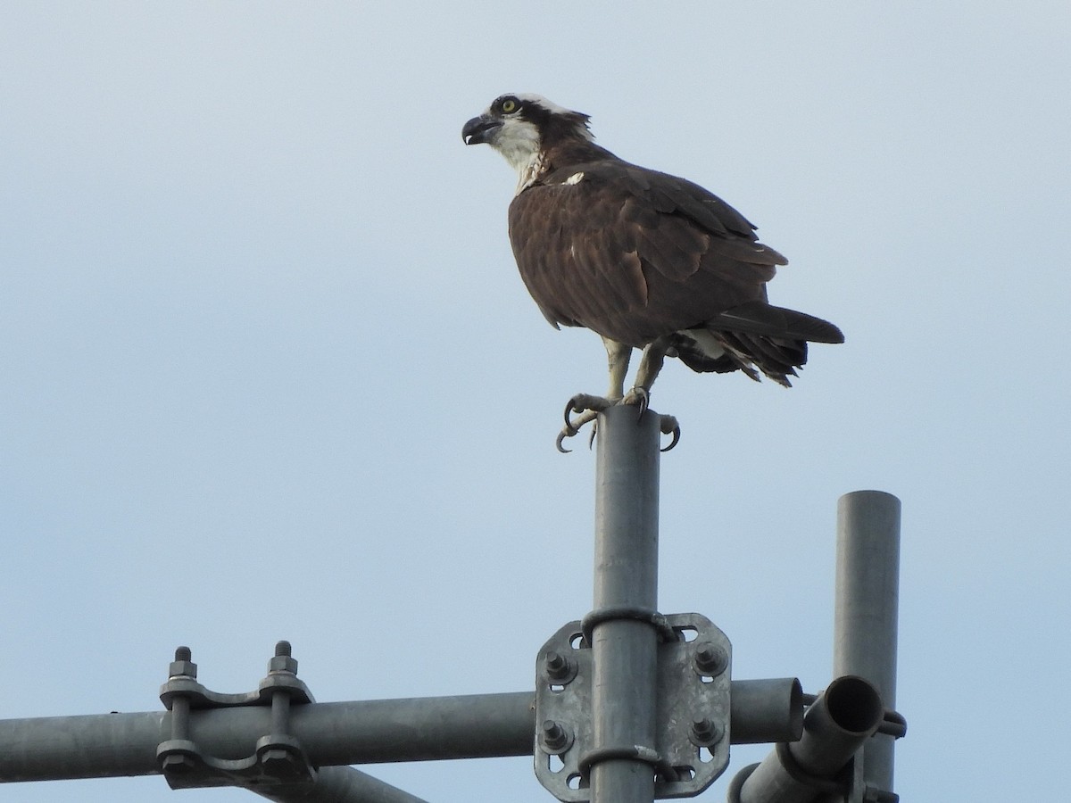 Águila Pescadora - ML620621604