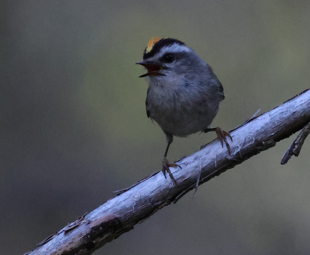 Golden-crowned Kinglet - ML620621606