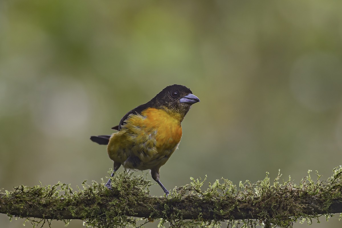 Flame-rumped Tanager - ML620621608