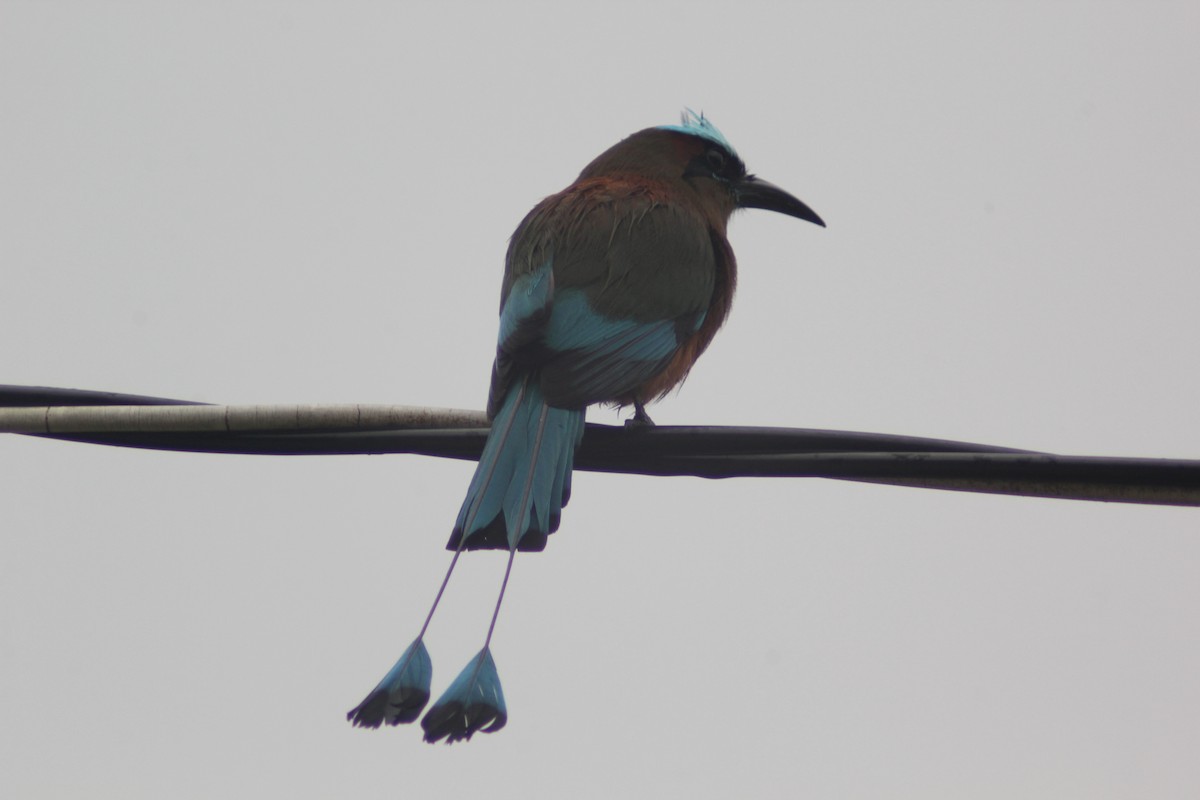 Motmot à sourcils bleus - ML620621610