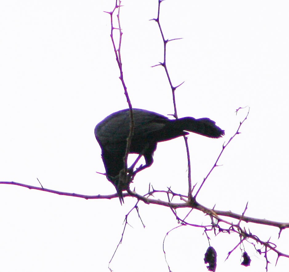 Greater Antillean Grackle - ML620621611