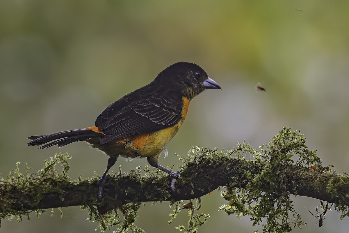 Flame-rumped Tanager - George Roussey