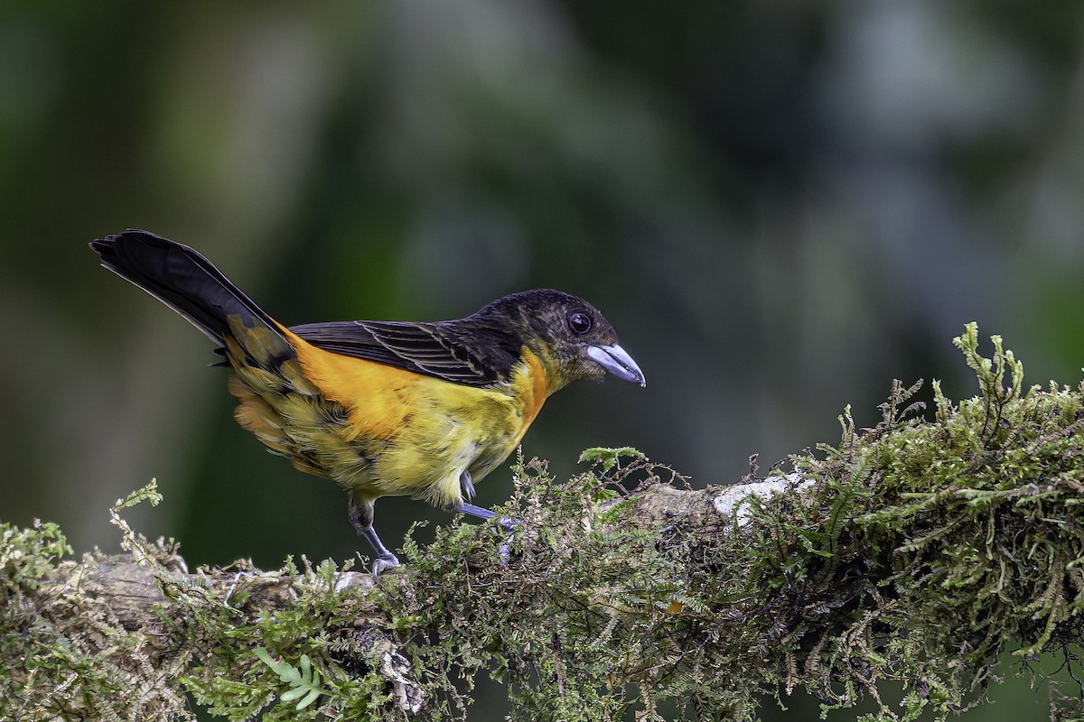 Flame-rumped Tanager - ML620621614