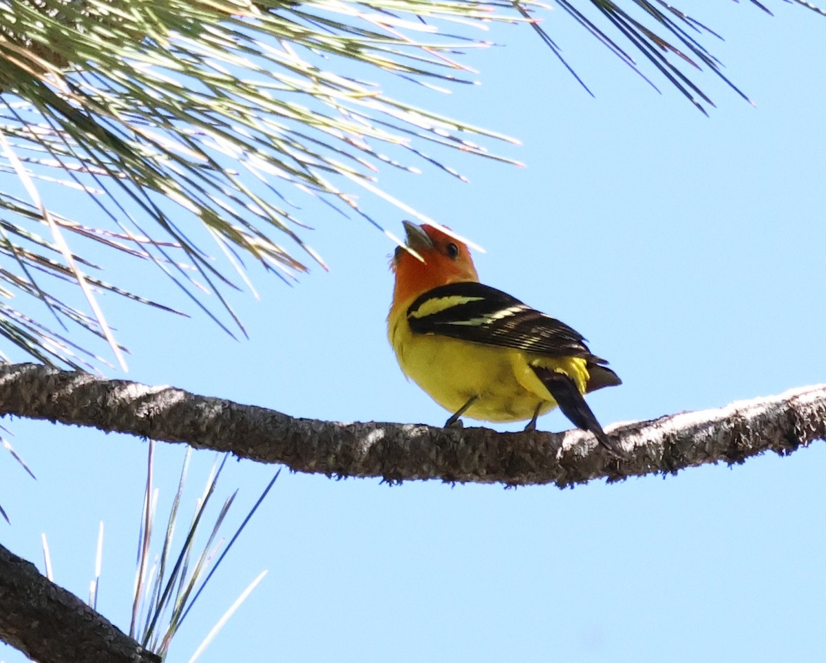 Western Tanager - Sally Veach