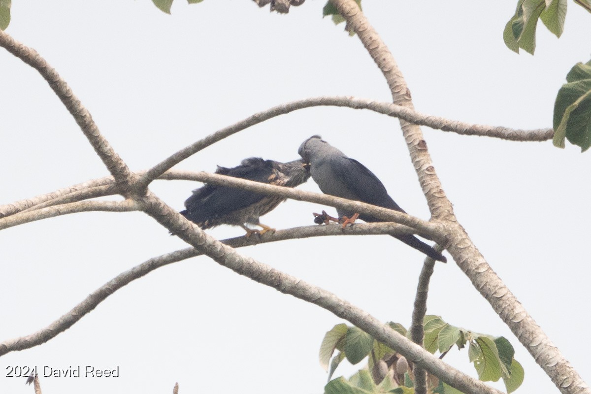 Plumbeous Kite - ML620621618