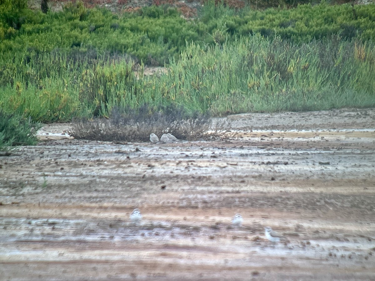 Snowy Plover - ML620621619