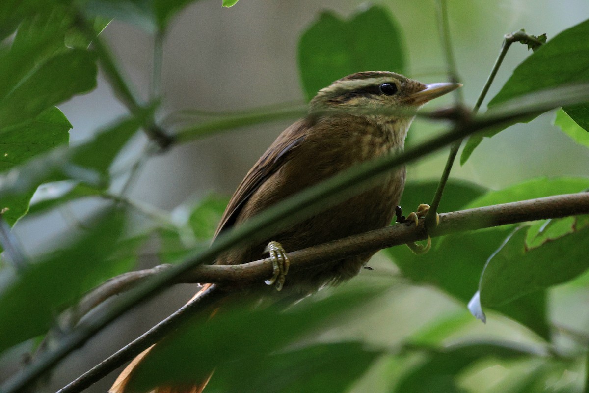 White-browed Foliage-gleaner - ML620621621