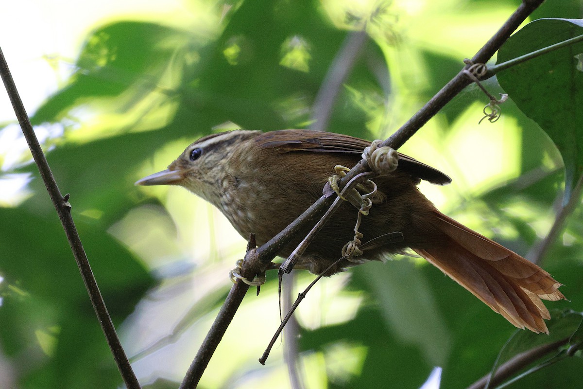 White-browed Foliage-gleaner - ML620621622