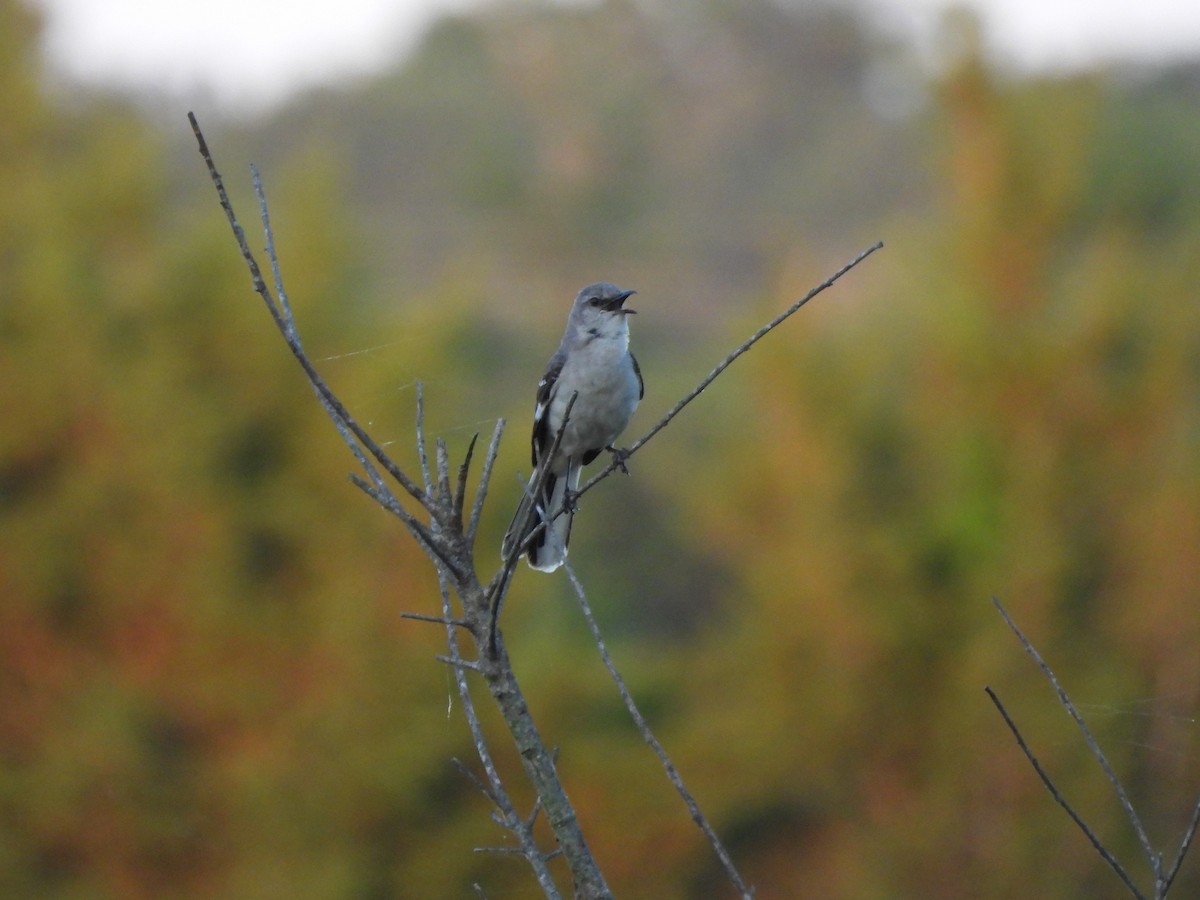 Northern Mockingbird - ML620621623