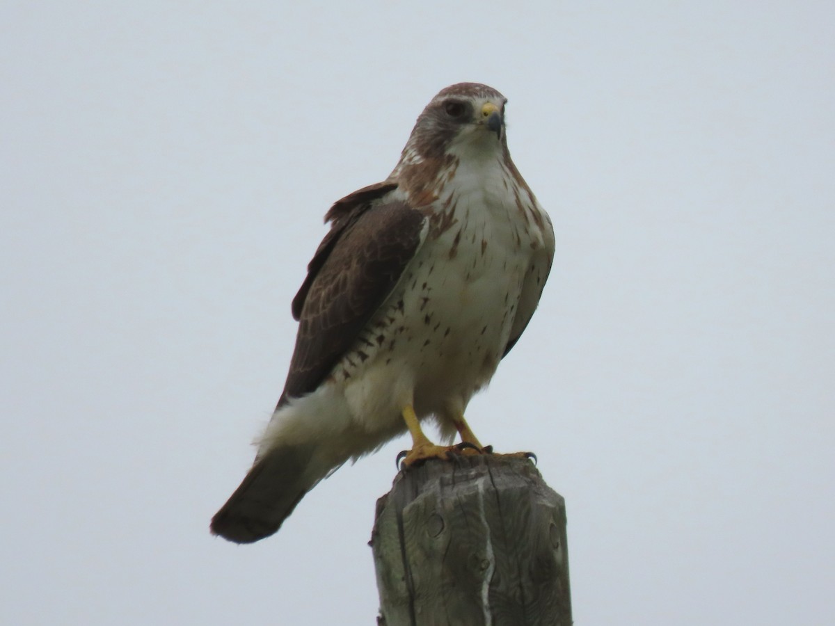 Swainson's Hawk - ML620621625