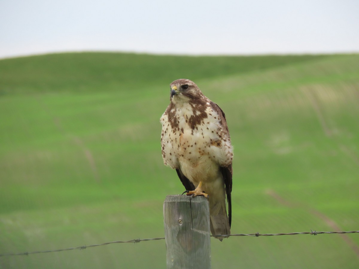 Swainson's Hawk - ML620621626