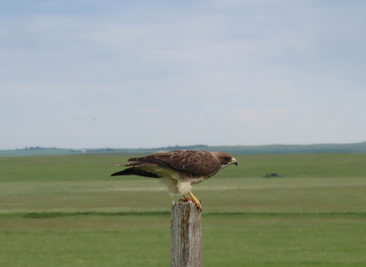 Swainson's Hawk - ML620621628