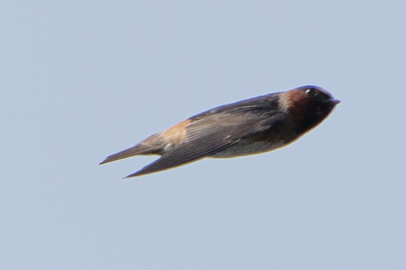 Cliff Swallow - ML620621629