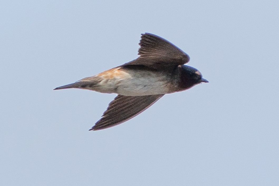 Cliff Swallow - ML620621630