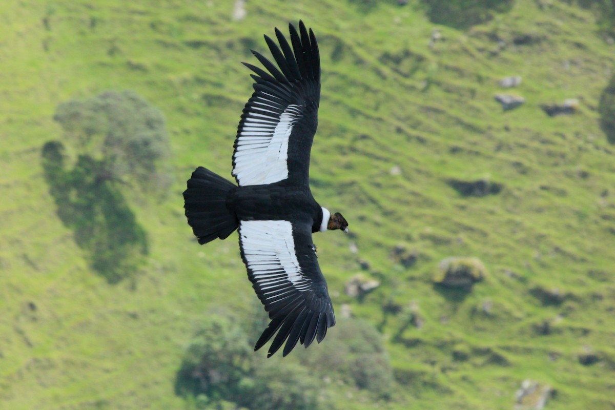 Condor des Andes - ML620621633
