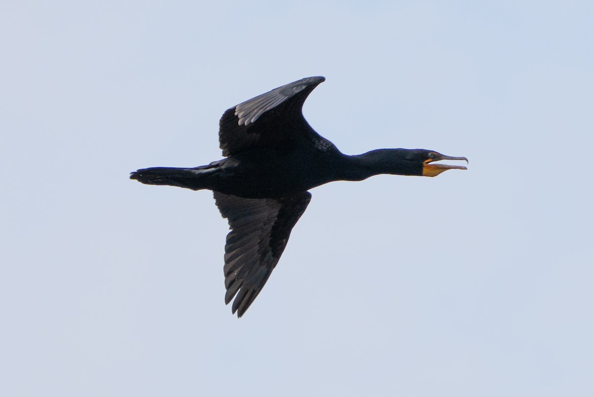 Double-crested Cormorant - ML620621634