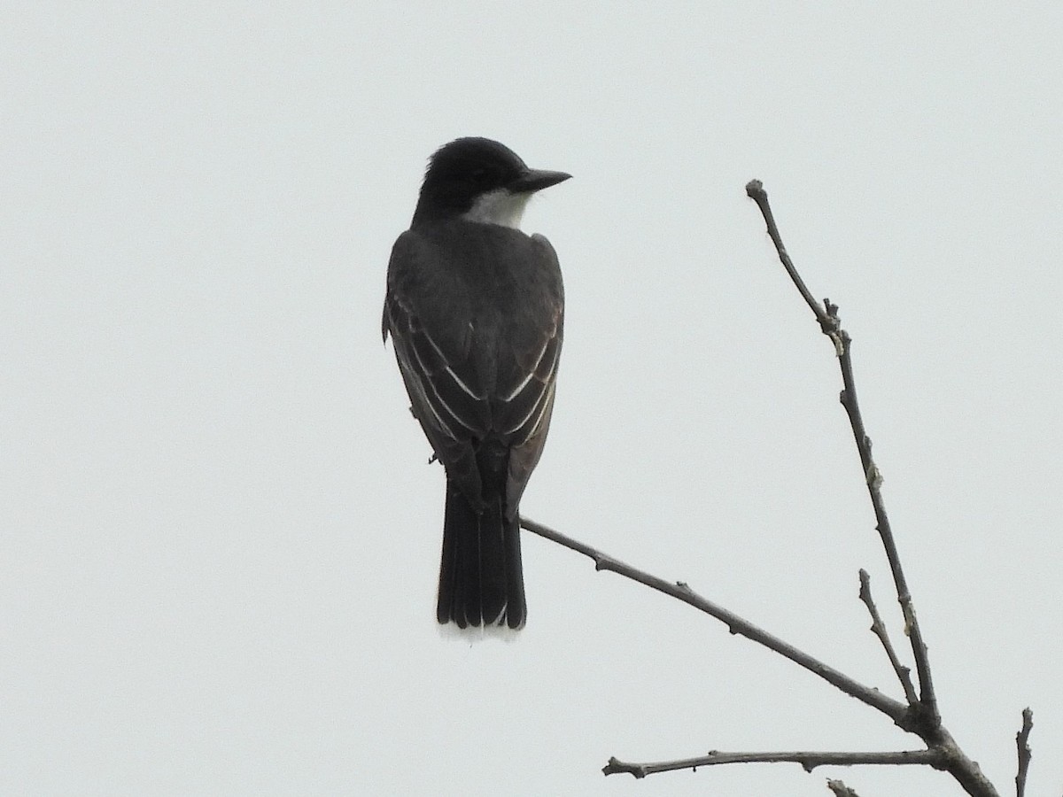 Eastern Kingbird - ML620621636