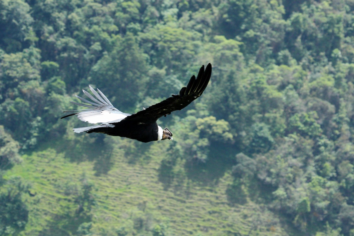 Condor des Andes - ML620621638