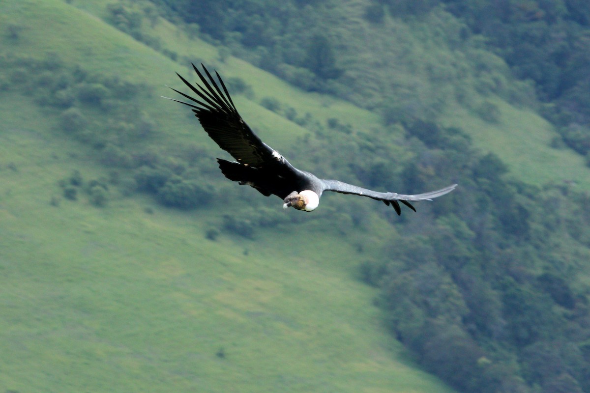 Condor des Andes - ML620621640
