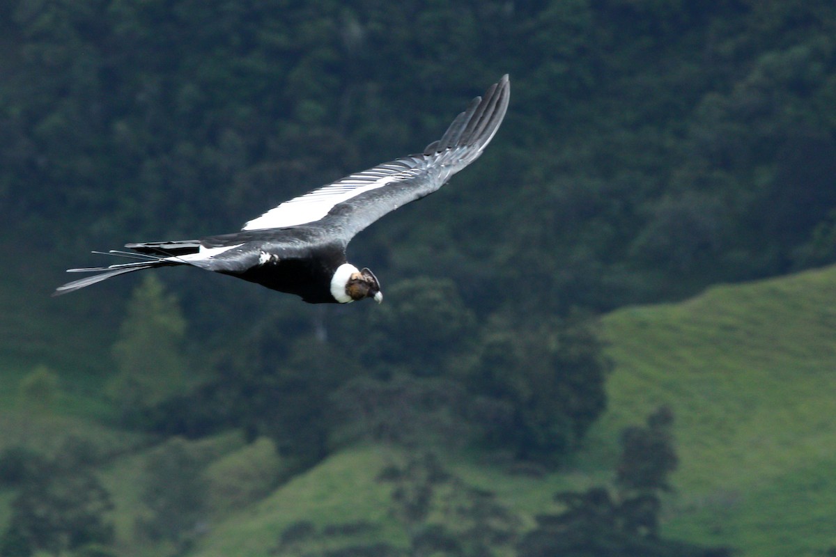 Andean Condor - Luis Carlos García Mejía