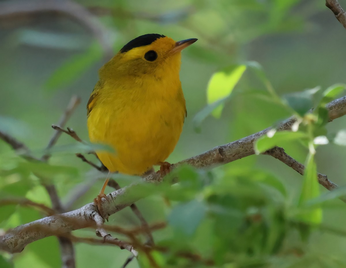 Wilson's Warbler - ML620621643