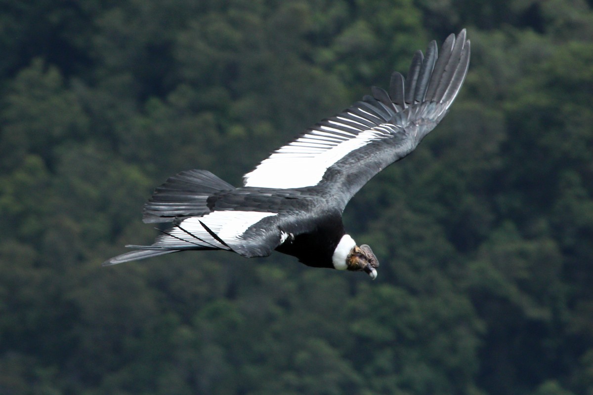 Andean Condor - Luis Carlos García Mejía