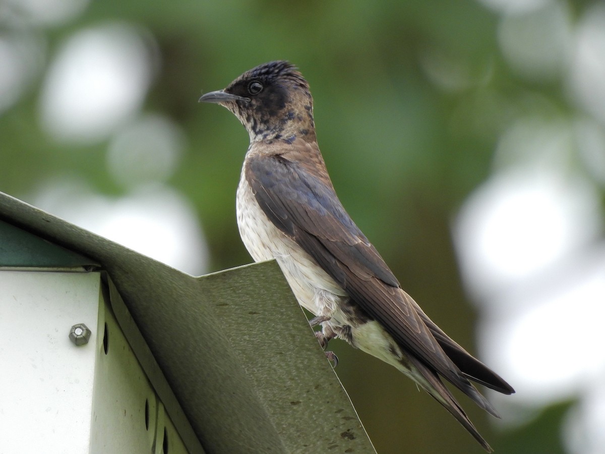 Purple Martin - ML620621648