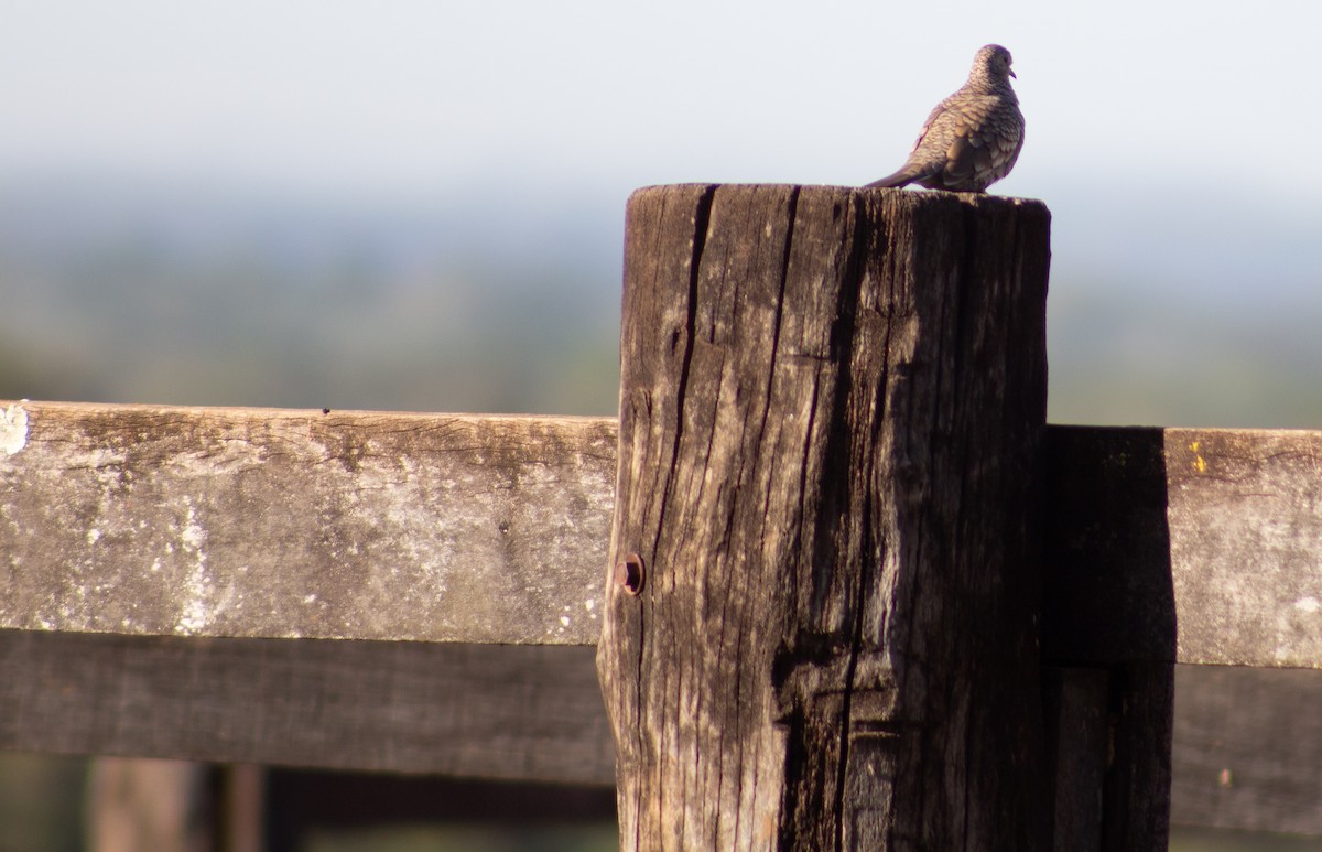 Scaled Dove - ML620621650