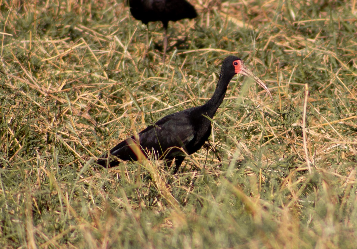 Bare-faced Ibis - ML620621658