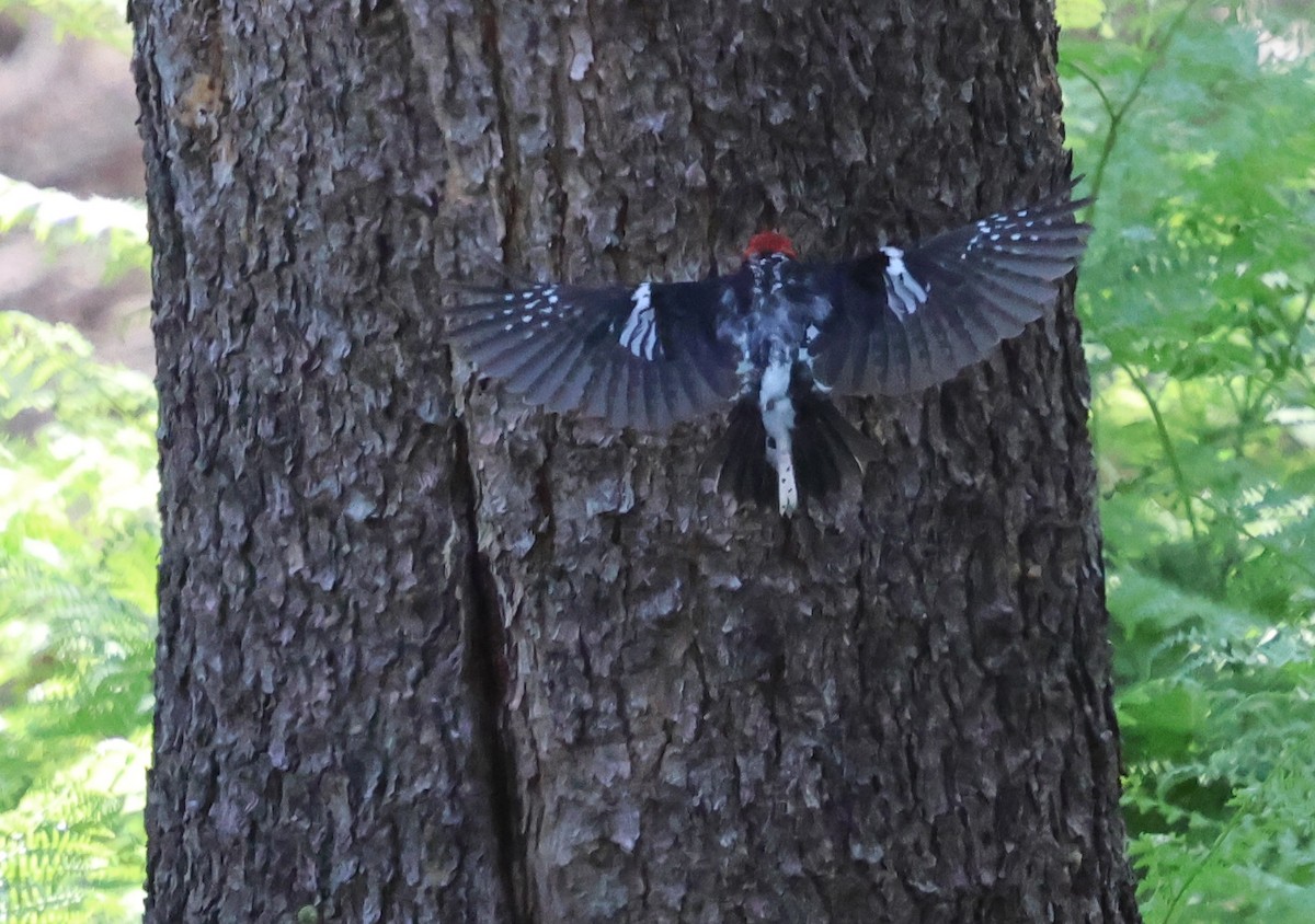 Red-breasted Sapsucker - Sally Veach