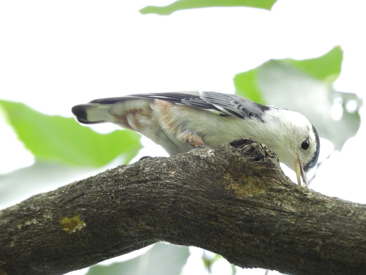 White-breasted Nuthatch - ML620621661