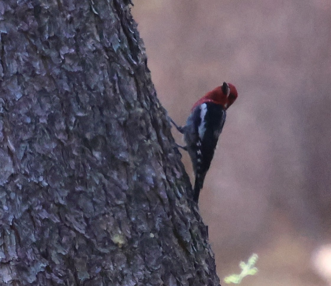 Red-breasted Sapsucker - ML620621664