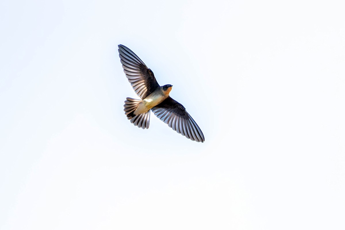 Southern Rough-winged Swallow - ML620621665